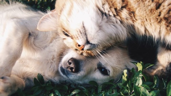 Dog and Cat hugging