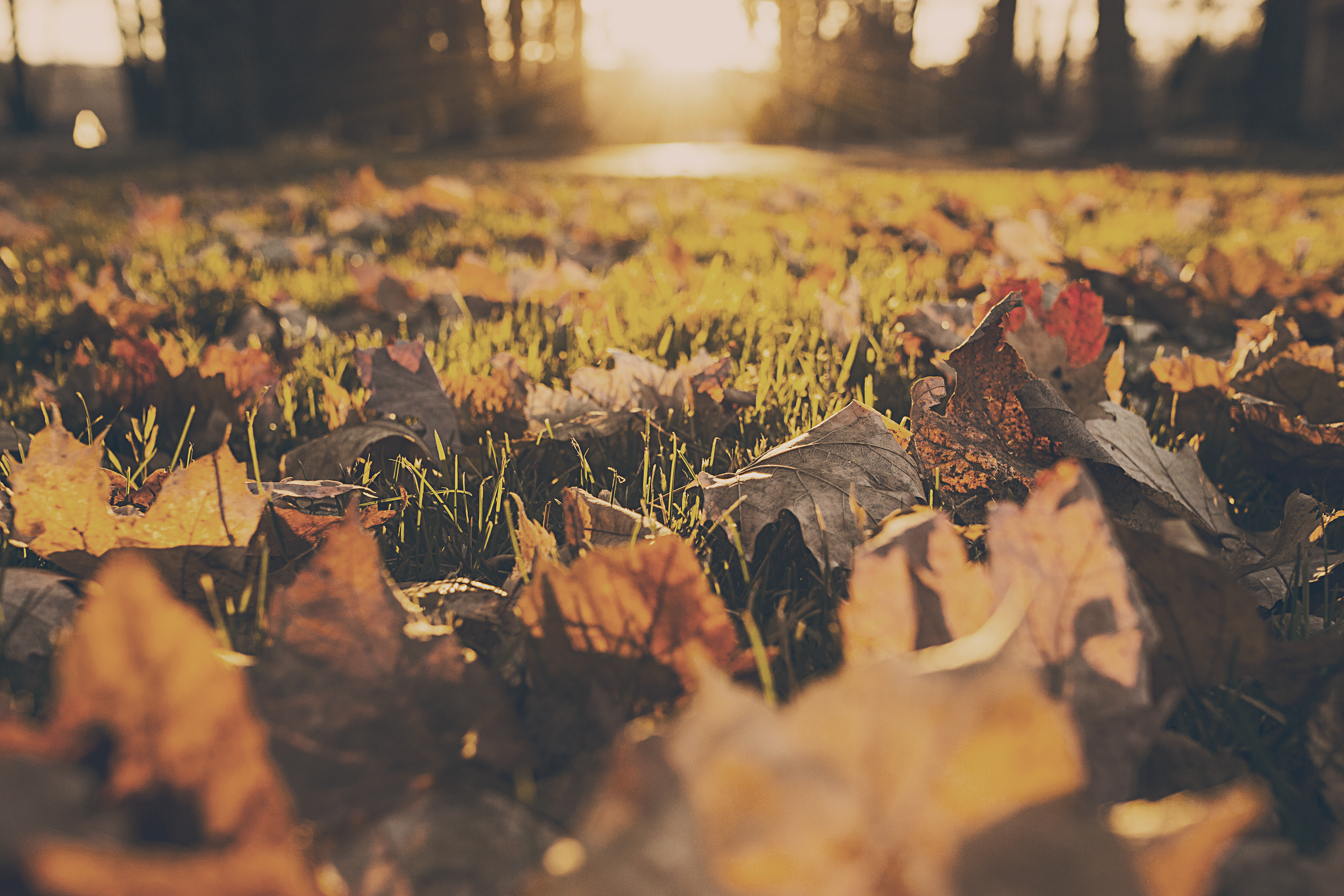 Leaves laying on the grass with trees in the background