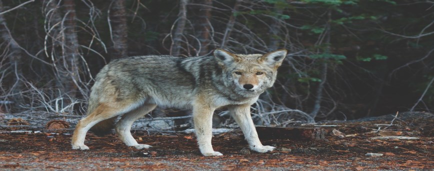 Wildlife Control - Town of Cobourg Wildlife Control - Town of Cobourg