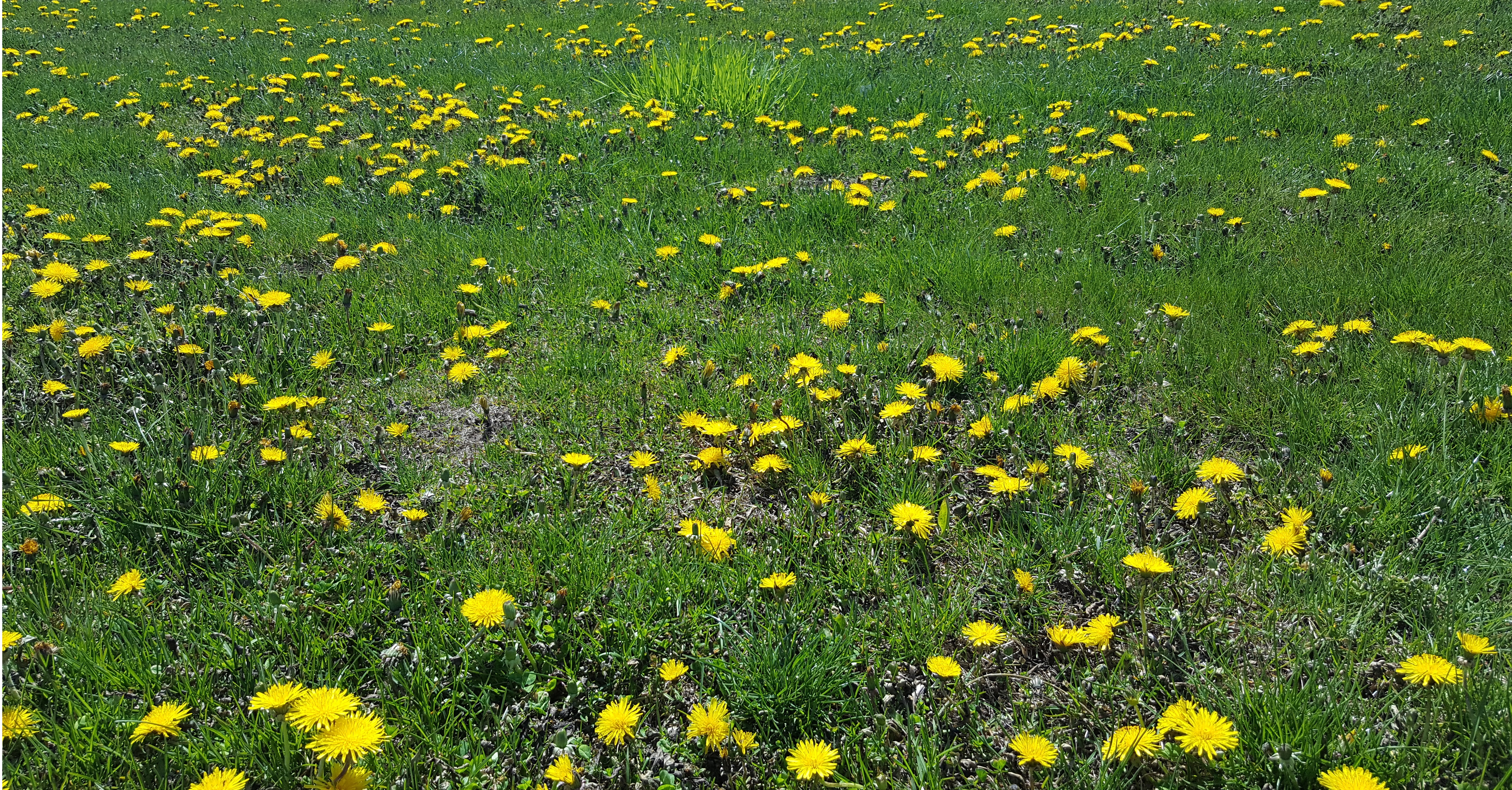 Tall weeds and grass 