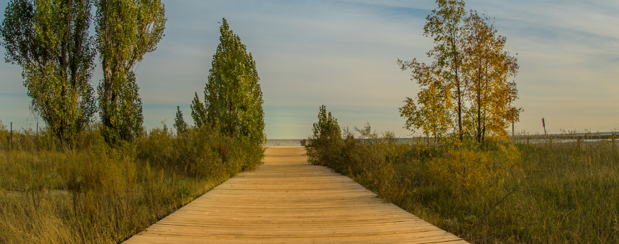 Banner image of boardwalk